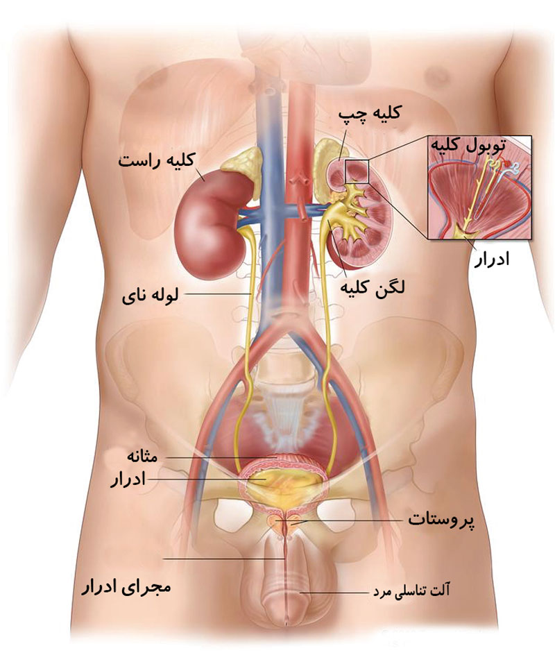 آناتومی بدن مردان